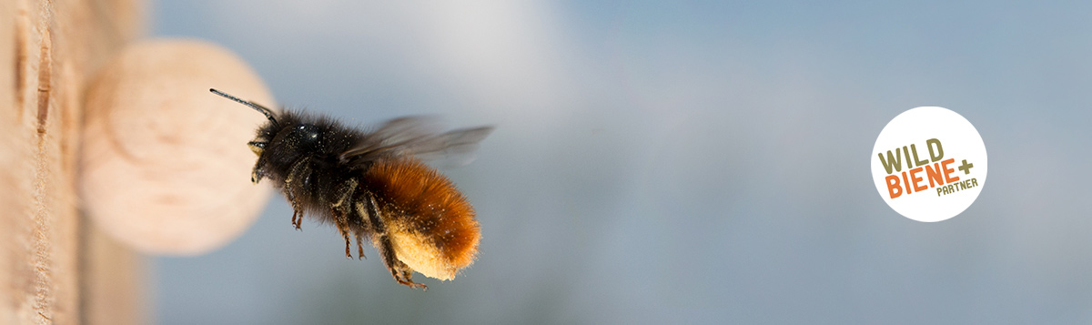 Wildbienenpflege-3.jpg